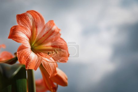 Téléchargez les photos : "Amarilis fleurs sur fond de ciel
" - en image libre de droit