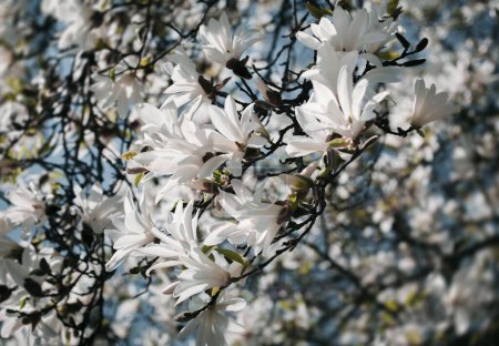 Foto de Hermosas flores de magnolia florecientes, concepto floral - Imagen libre de derechos