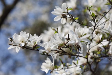Téléchargez les photos : Belles fleurs de magnolia blanc au printemps - en image libre de droit