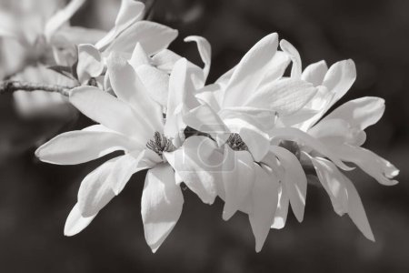 Foto de Hermosas flores de magnolia blanca en primavera - Imagen libre de derechos