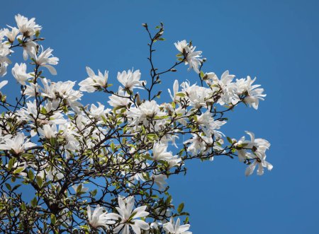 Foto de Hermosas flores de magnolia blanca en primavera - Imagen libre de derechos