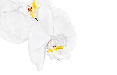 Photo for White orchids blooming, flowers petals - Royalty Free Image