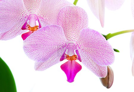 Foto de Flores de orquídea violeta en flor, pétalos púrpura - Imagen libre de derechos