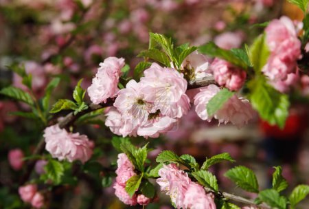Téléchargez les photos : "Fleur rose tendre de cerisier japonais
." - en image libre de droit