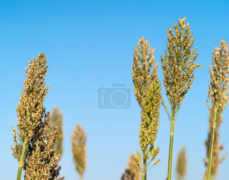 Photo for Sorghum or Millet agent blue sky - Royalty Free Image