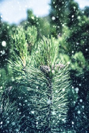 Téléchargez les photos : Les branches vertes du pin sur les chutes de neige - en image libre de droit