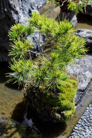 Téléchargez les photos : Jardin japonais décoratif avec Bonsai Tree - en image libre de droit