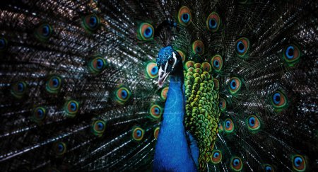 Photo for Tropical peacock bird showing colorful tail - Royalty Free Image