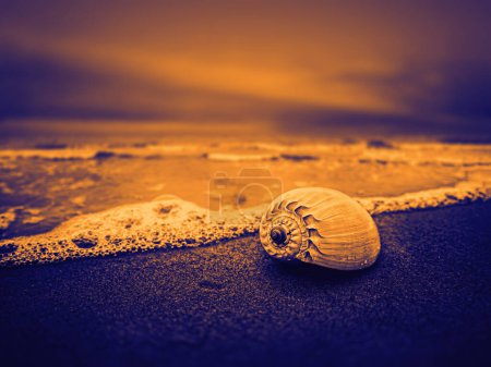 Foto de Concha en la playa - Imagen libre de derechos