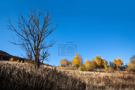 Téléchargez les photos : Paysages d'automne dans les Carpates - en image libre de droit