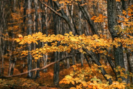 Téléchargez les photos : Magnifique paysage de forêt d'automne, fond de nature - en image libre de droit