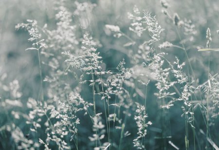 Photo for Abstract creative backdrop. Wild grass background - Royalty Free Image