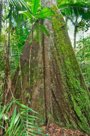Téléchargez les photos : "Marcher dans la jungle amazonienne, Brésil, Amérique du Sud" - en image libre de droit