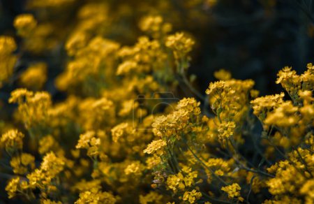 Téléchargez les photos : "petites fleurs jaunes d'aurinia saxatilis au printemps
" - en image libre de droit