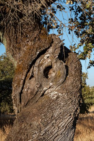 Photo for "Trunk of an old acorn tree" - Royalty Free Image
