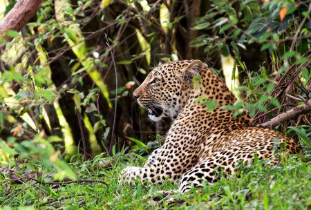 Photo for Leo portrait wild nature at Kenya - Royalty Free Image