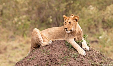 Photo for Lion portrait wild nature at Kenya - Royalty Free Image