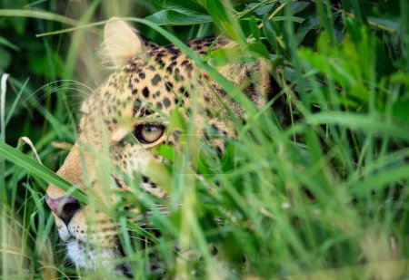 Foto de Leo retrato naturaleza salvaje en Kenia - Imagen libre de derechos