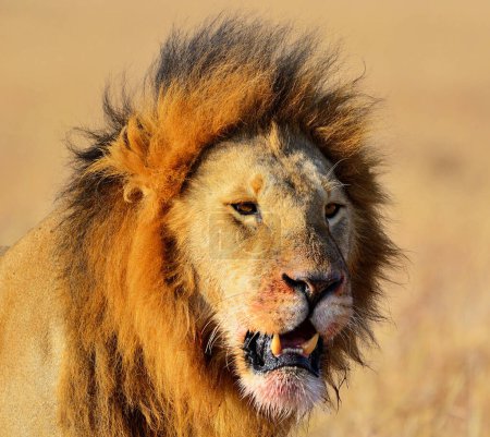 Téléchargez les photos : Portrait de lion nature sauvage au Kenya - en image libre de droit