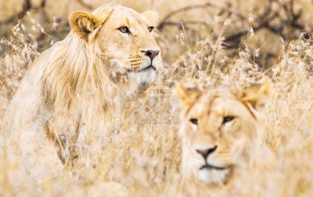 Téléchargez les photos : Portrait de lion nature sauvage au Kenya - en image libre de droit