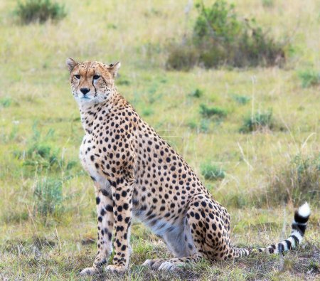 Photo for Leo portrait wild nature at Kenya - Royalty Free Image