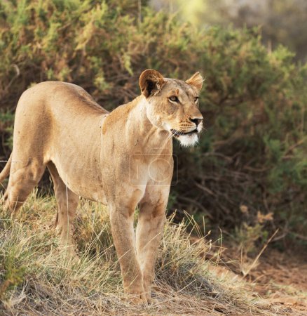 Photo for Lion portrait wild nature at Kenya - Royalty Free Image