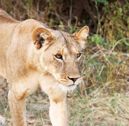 Foto de León retrato naturaleza salvaje en Kenia - Imagen libre de derechos