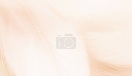 Foto de Plumas esponjosas de color pastel de pájaro para el fondo - Imagen libre de derechos