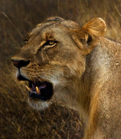 Photo for Lion portrait wild nature at Nairobi - Royalty Free Image