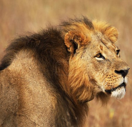 Photo for Lion portrait wild nature at Nairobi - Royalty Free Image
