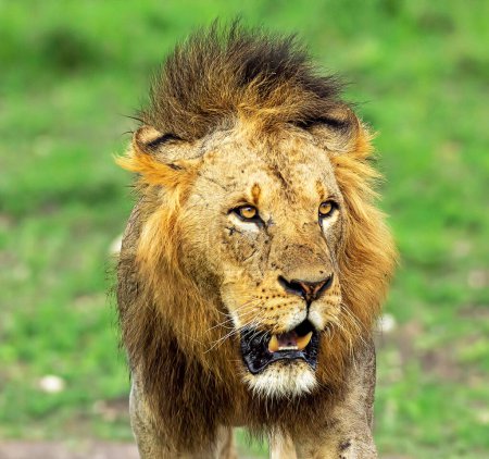 Foto de León retrato naturaleza salvaje en Nairobi - Imagen libre de derechos