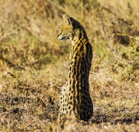 Foto de Caza de guepardos silvestres en Sudáfrica - Imagen libre de derechos
