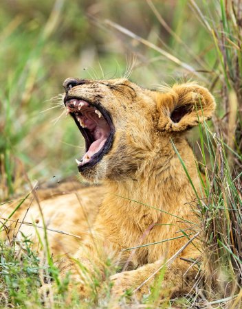 Téléchargez les photos : Portrait de lion nature sauvage à Nairobi - en image libre de droit