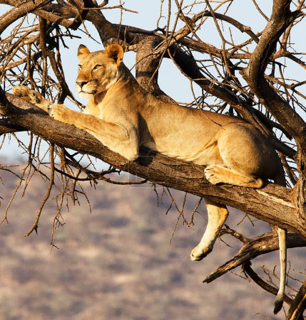 Foto de Hermoso retrato de una leona en la sabana africana - Imagen libre de derechos