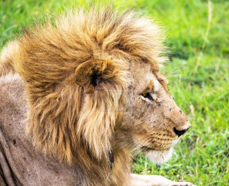 Téléchargez les photos : Beau portrait d'un lion dans la savane africaine - en image libre de droit