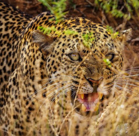 Photo for Close-up portrait of young leopard in the nature - Royalty Free Image