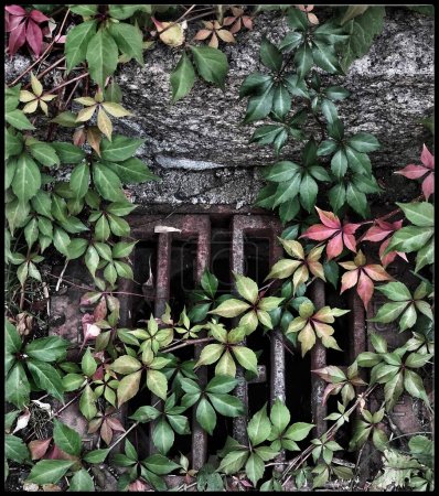 Photo for Old wooden fence with a green plant - Royalty Free Image
