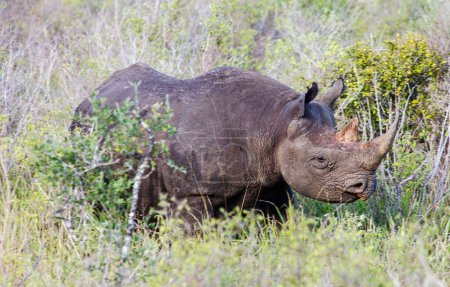 Foto de Gran Rhino en su hábitat natural - Imagen libre de derechos