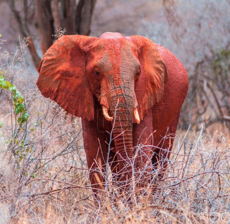 Foto de Retrato de elefante maduro en la sabana africana - Imagen libre de derechos