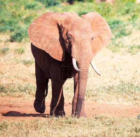 Foto de Retrato de elefante maduro en la sabana africana - Imagen libre de derechos
