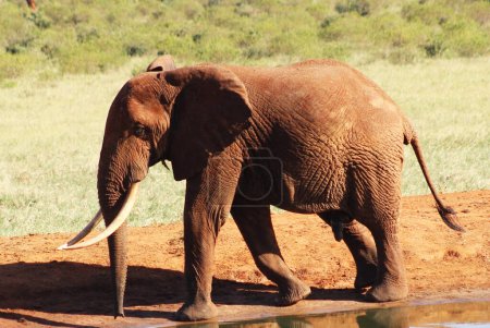 Téléchargez les photos : Portrait d'éléphant mature dans la savane africaine - en image libre de droit