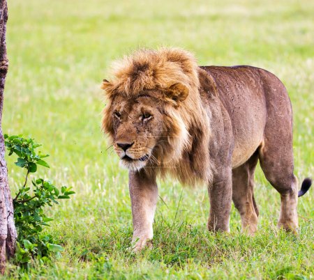 Foto de Hermoso retrato de un león en la sabana africana - Imagen libre de derechos