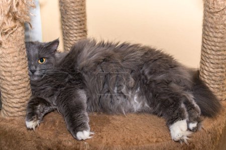 Téléchargez les photos : "Un chat gris aux yeux jaunes repose sur un canapé avec des poteaux à gratter" - en image libre de droit