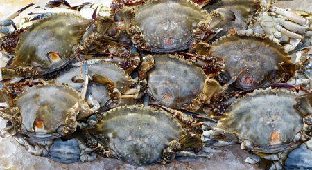 Téléchargez les photos : Fruits de mer congelés au crabe en format plein cadre - en image libre de droit