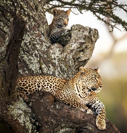 Foto de Retrato de cerca del joven leopardo en la naturaleza - Imagen libre de derechos