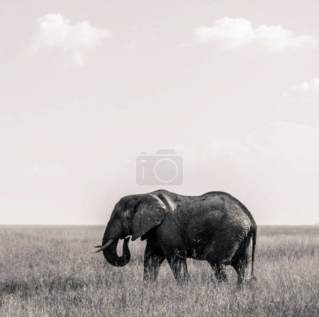 Photo for Portrait of mature elephant in the African savannah - Royalty Free Image