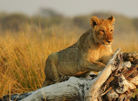 Téléchargez les photos : Beau portrait d'une lionne dans la savane africaine - en image libre de droit