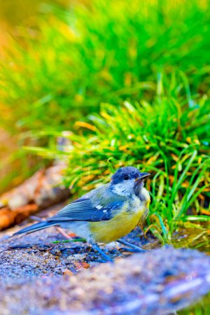 Photo for "Blue Tit, Mediterranean Forest, Spain" - Royalty Free Image