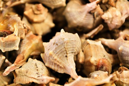 Téléchargez les photos : Conch shell aperitif texture - en image libre de droit