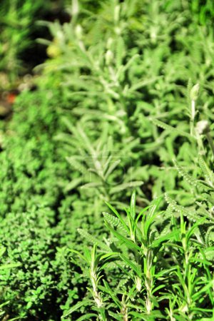 Téléchargez les photos : "Fresh aromatic herbs in a shop" - en image libre de droit